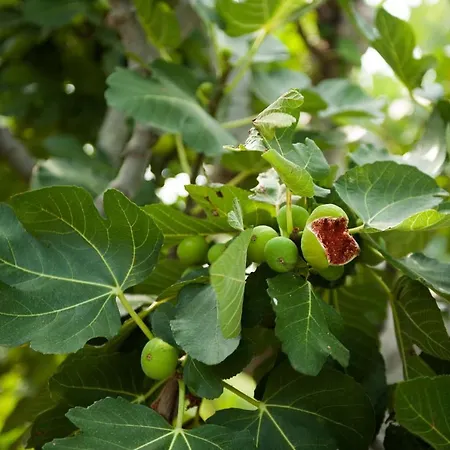 Tesoro * Cisternino